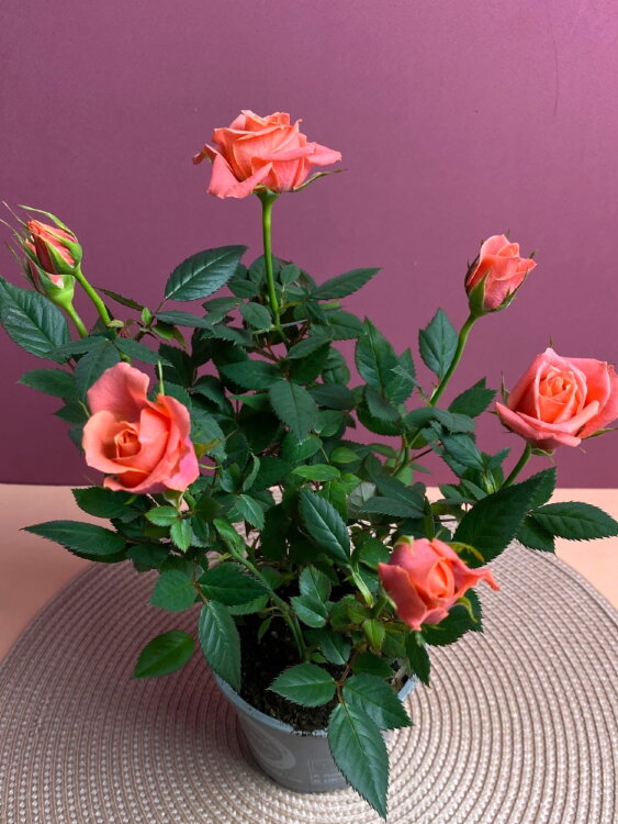 Роза Даника оранжевая ⌀10 30 см 