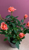 Роза Даника оранжевая ⌀10 30 см 