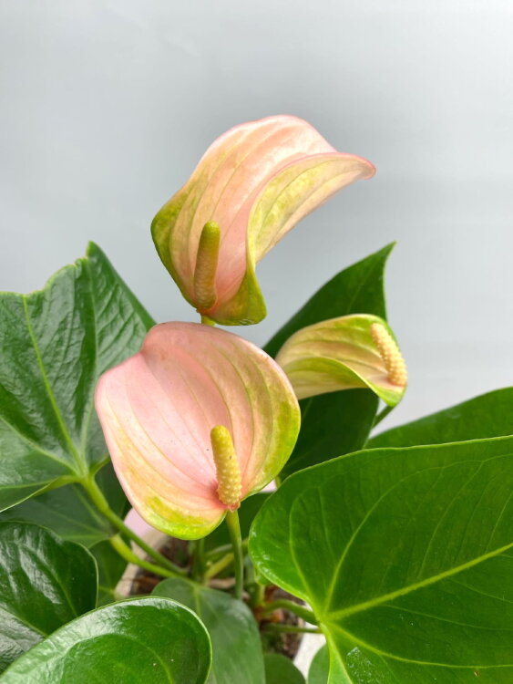 Антуриум Джоли Персиковый ⌀9 20 см 