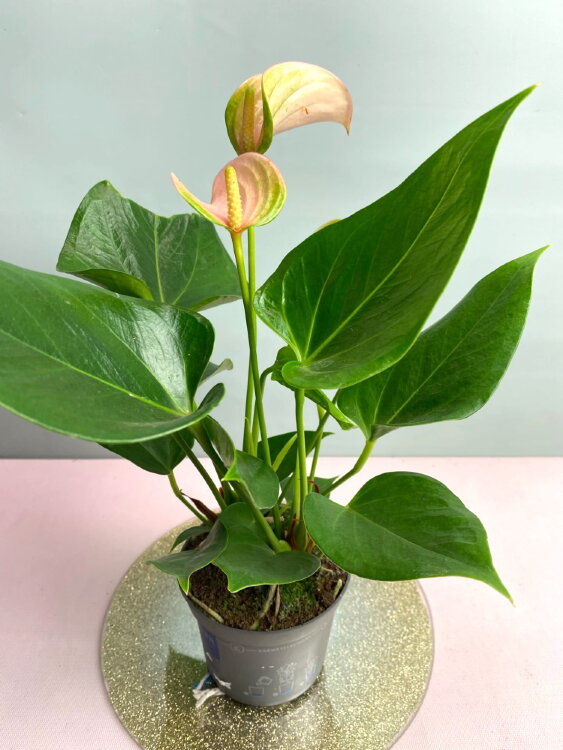 Антуриум Джоли Персиковый ⌀9 20 см 