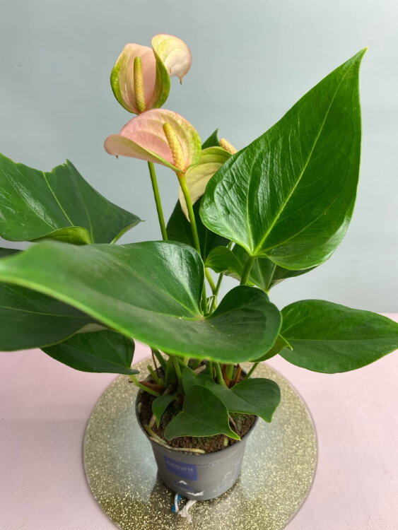 Антуриум Джоли Персиковый ⌀9 20 см 