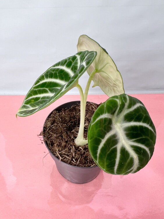 Алоказия Ниндзя ⌀10 25 см 