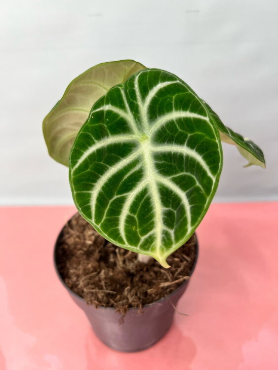 Алоказия Ниндзя ⌀10 25 см 