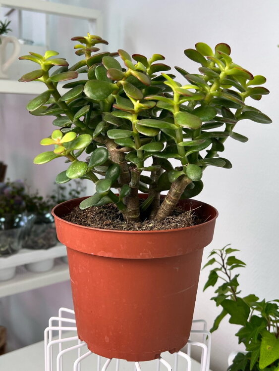 Крассула Овата Минор ⌀15 25 см 