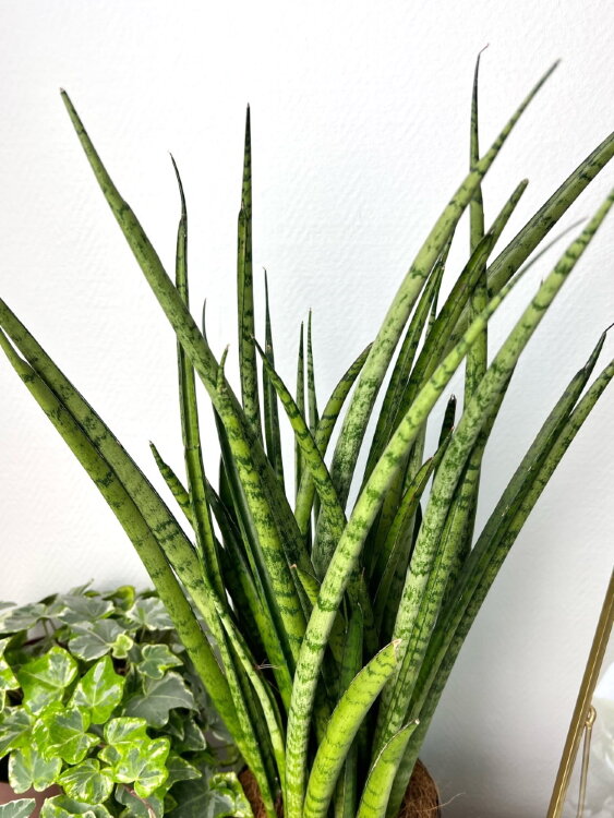Сансевиерия Кирки ⌀12 45 см 