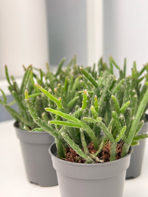 Рипсалис Барчела ⌀5 