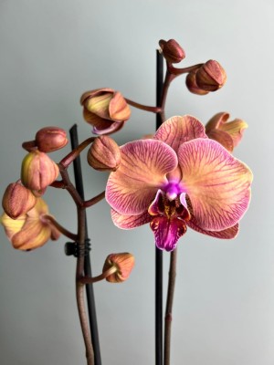 Орхидея фаленопсис Голден Леопард ⌀12 60 см