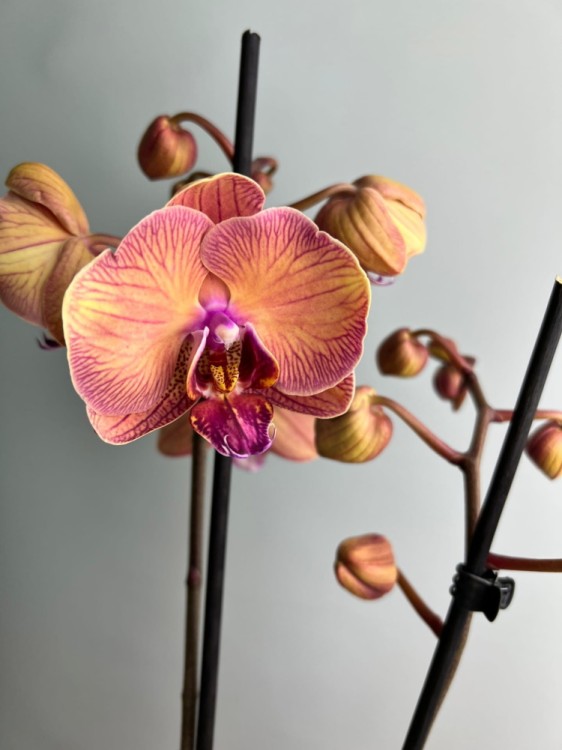 Орхидея фаленопсис Голден Леопард ⌀12 60 см 