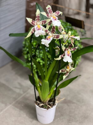 Орхидея Брассия каскад ⌀9 30 см