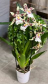 Орхидея Брассия каскад ⌀9 30 см 