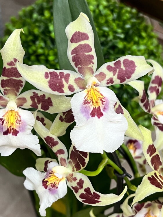 Орхидея Брассия каскад ⌀9 30 см 