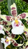 Орхидея Брассия каскад ⌀9 30 см 