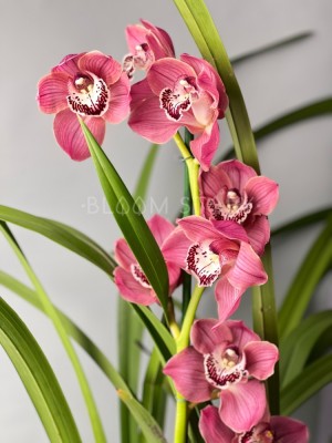 Орхидея Цимбидиум тёмно-розовый ⌀14 80 см