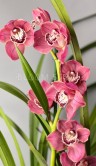 Орхидея Цимбидиум тёмно-розовый ⌀14 80 см 