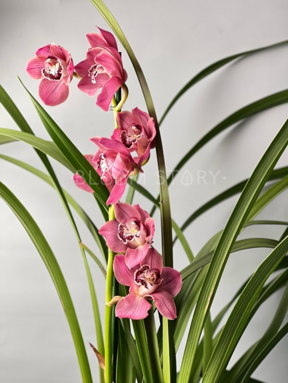 Орхидея Цимбидиум тёмно-розовый ⌀14 80 см 