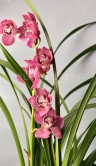 Орхидея Цимбидиум тёмно-розовый ⌀14 80 см 