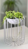 Сенецио Роулеанус Вариегатный ⌀6 10 см 