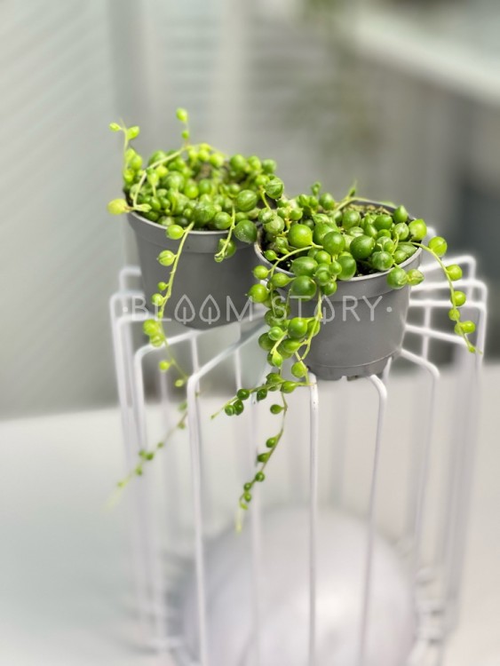 Сенецио Роулеанус Вариегатный ⌀6 10 см 