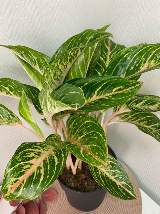 Аглаонема Кокомелон ⌀12 35 см 