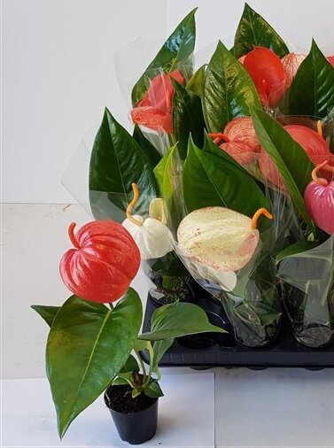 Антуриум Шерцера красный ⌀7 20 см 