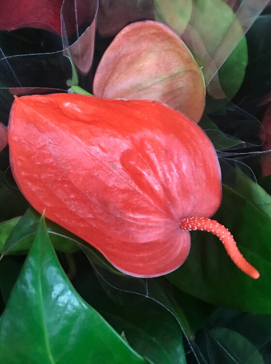 Антуриум Шерцера красный ⌀7 20 см 