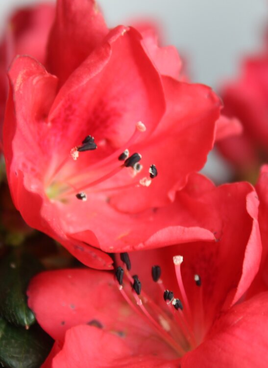 Азалия красная ⌀15 