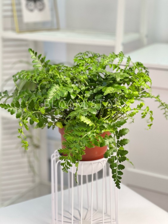 Асплениум Парвати ⌀12 25 см 