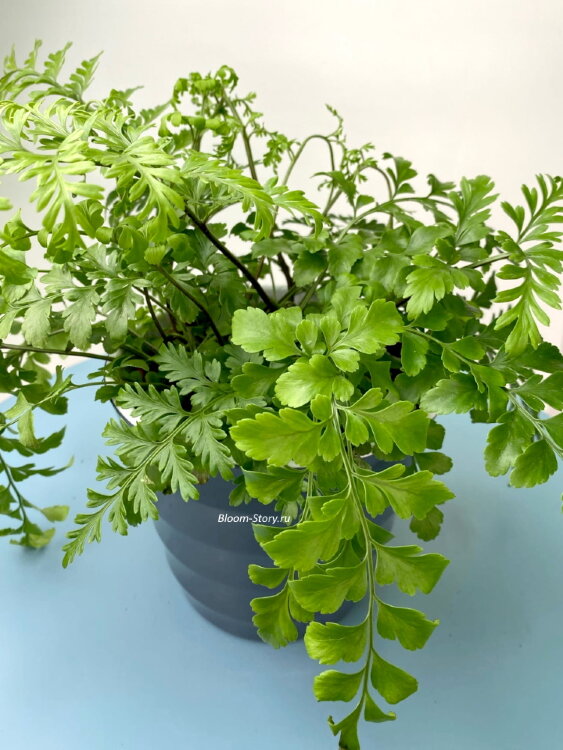 Асплениум Парвати ⌀12 25 см 