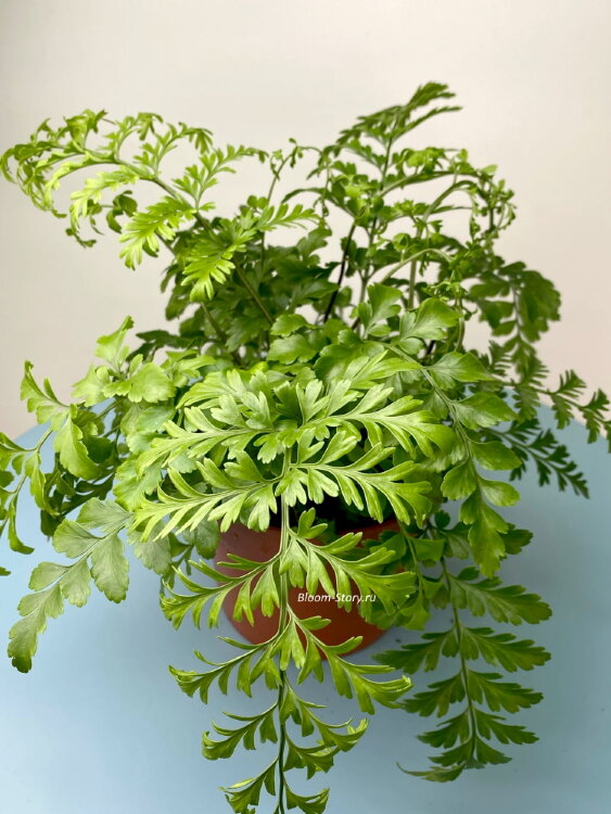 Асплениум Парвати ⌀12 25 см 