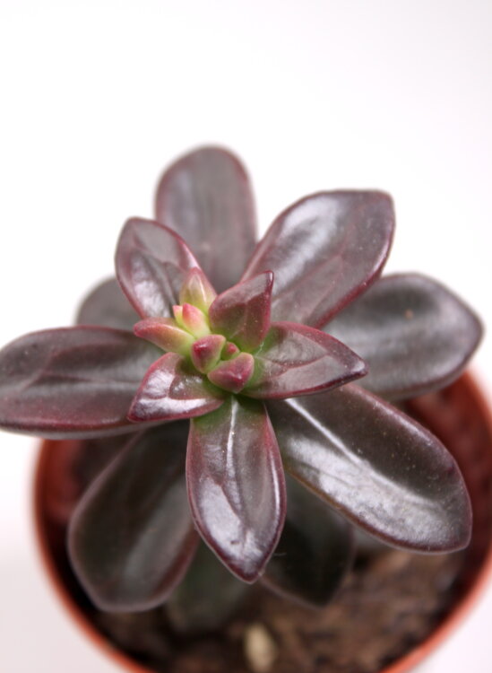 Эхеверия Компрессикаулис 