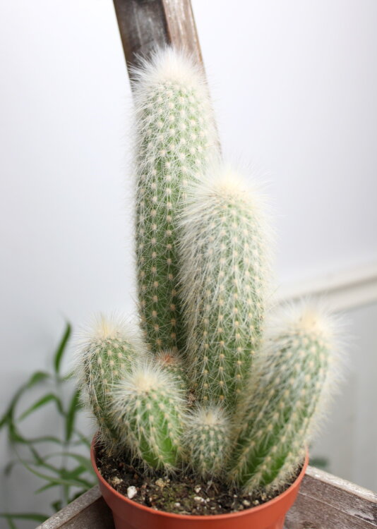 Клейстокактус Штрауса ⌀10 