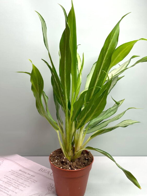 Аглаонема Вайт Ленс ⌀12 35 см 