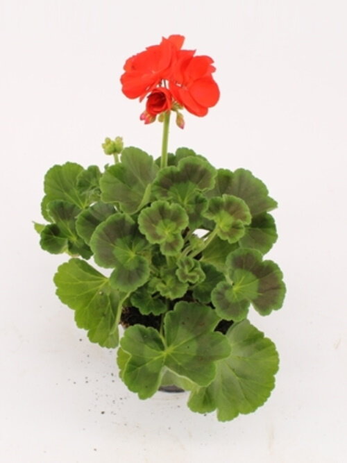 Пеларгония (Герань) зональная Фернандо ⌀10 