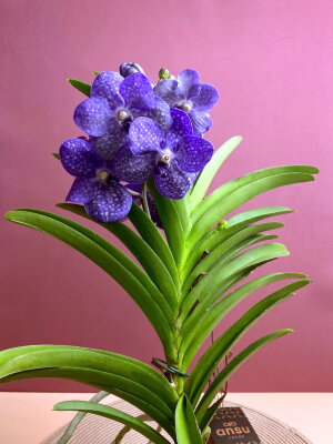 Орхидея Ванда подвесная лиловая