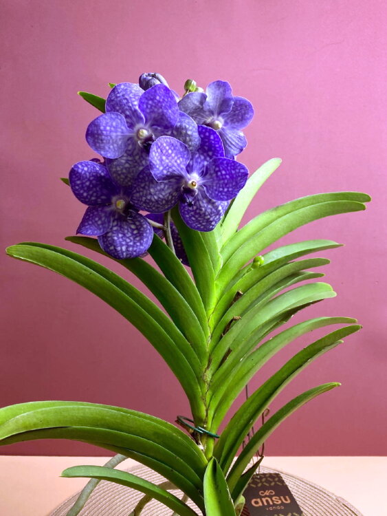 Орхидея Ванда подвесная лиловая 