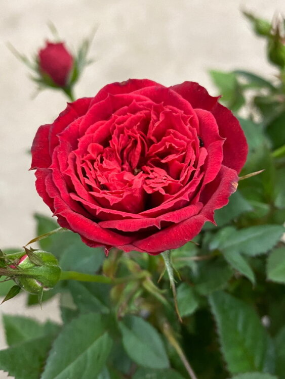 Роза Даника красная ⌀10 30 см 