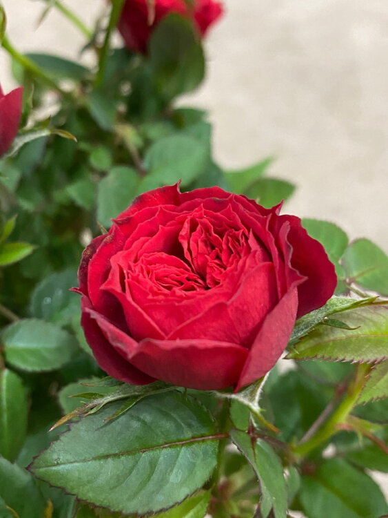 Роза Даника красная ⌀10 30 см 