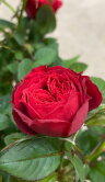 Роза Даника красная ⌀10 30 см 