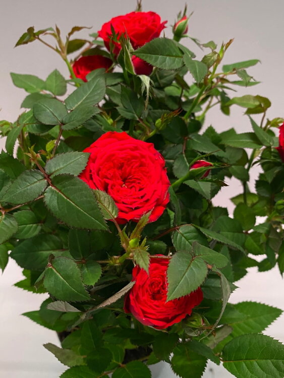 Роза Даника красная ⌀10 30 см 