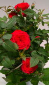 Роза Даника красная ⌀10 30 см 