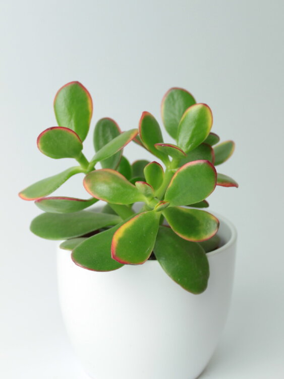 Крассула Овата Сансет ⌀8 