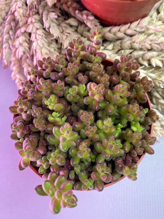 Седум Сталя ⌀8 