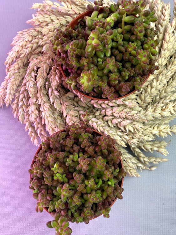 Седум Сталя ⌀8 