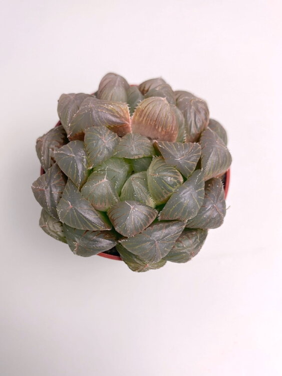 Хавортия Купера Пилифера ⌀5 