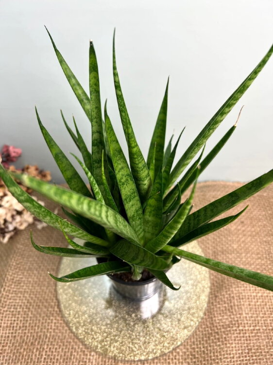Сансевиерия Комет Рокит Моунтен ⌀9 35 см 