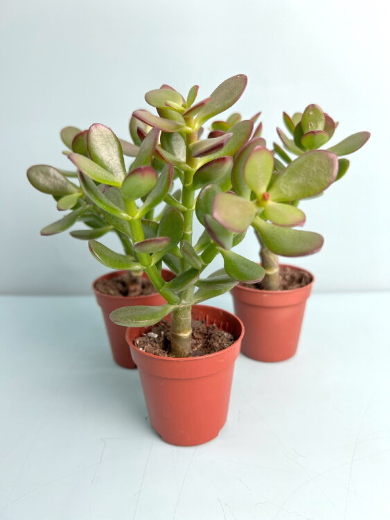 Крассула Овата Минор мини-дерево ⌀5 