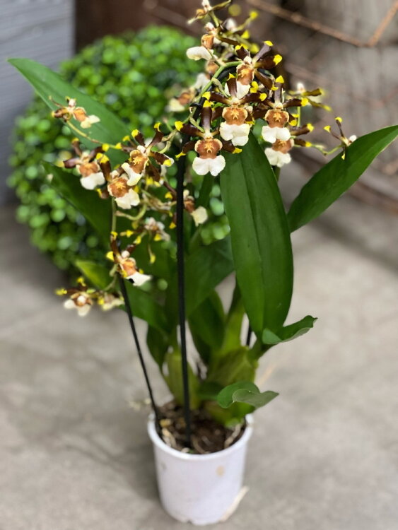 Орхидея Камбрия шоколадная каскад ⌀9 30 см 