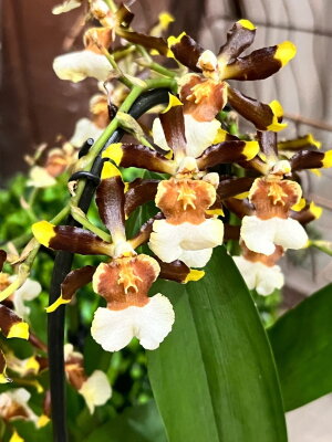 Орхидея Камбрия шоколадная каскад ⌀9 30 см