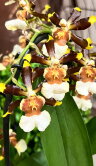 Орхидея Камбрия шоколадная каскад ⌀9 30 см 