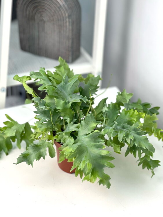 Флебодиум Давана ⌀9 20 см 